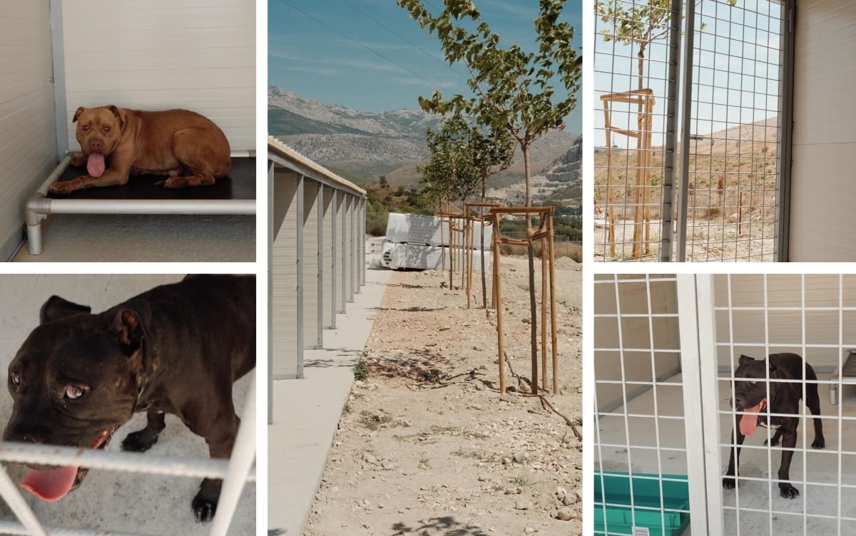 VIDEO Zlostavljani psi Rino i Ezi premještani na Karepovac, evo kako im se sviđa novi dom