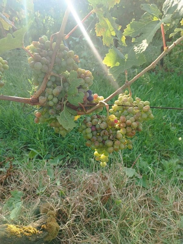 vrgorac nevrijeme 15