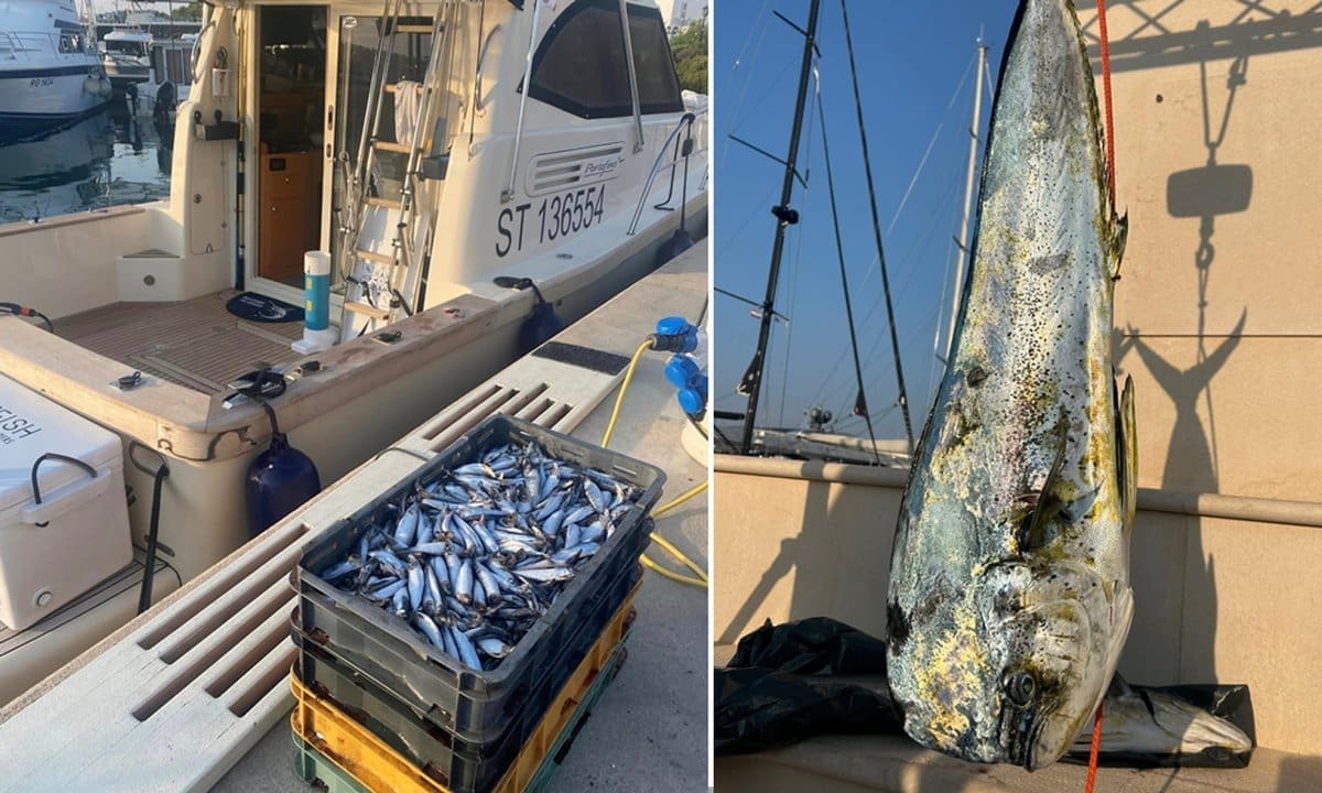 Na udici za sada samo lampuge