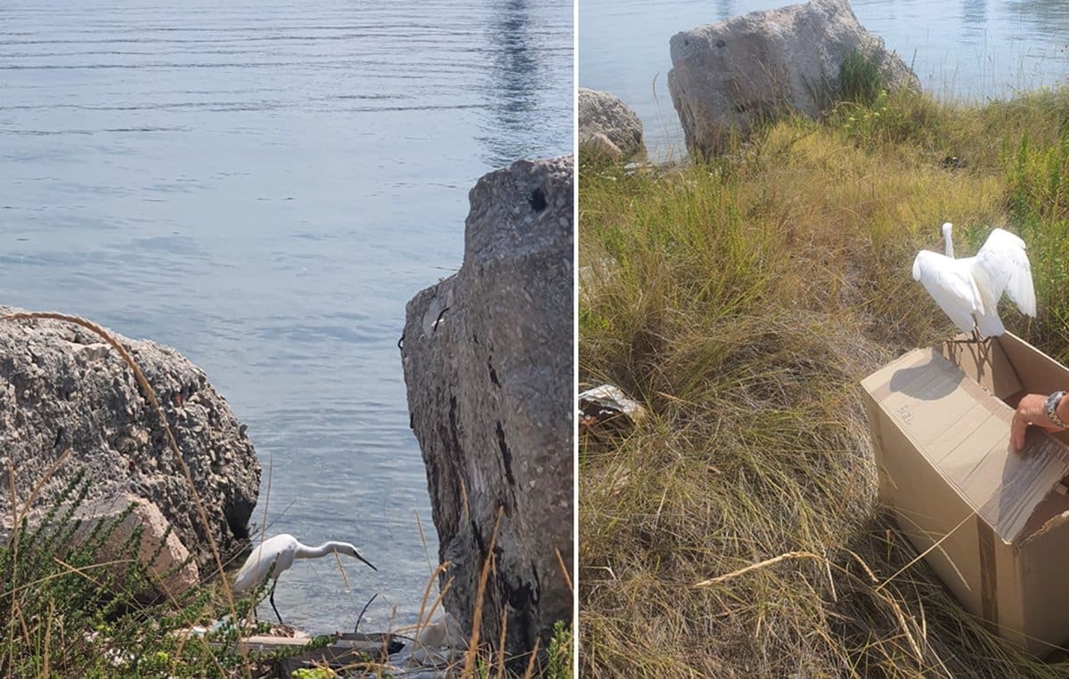 VIDEO U splitsko brodogradilište svratila mala bijela čaplja