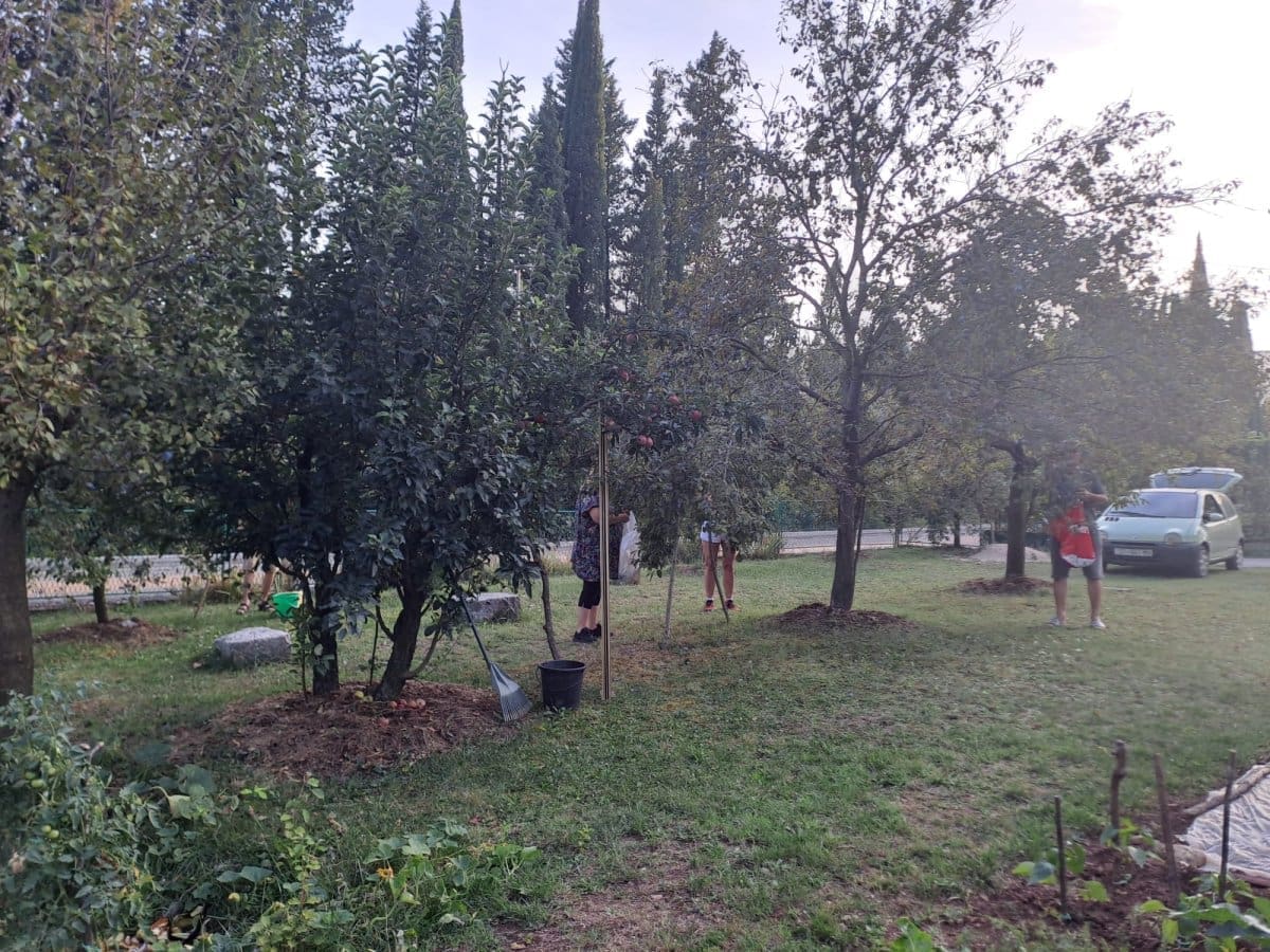 brannje sljica opg 8