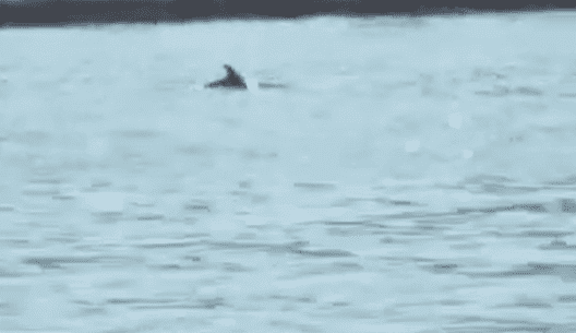 ČAROBNI PRIZORI U SPLITSKOJ LUCI Zaigrani dupini iznenadili prolaznike, zavladalo je oduševljenje