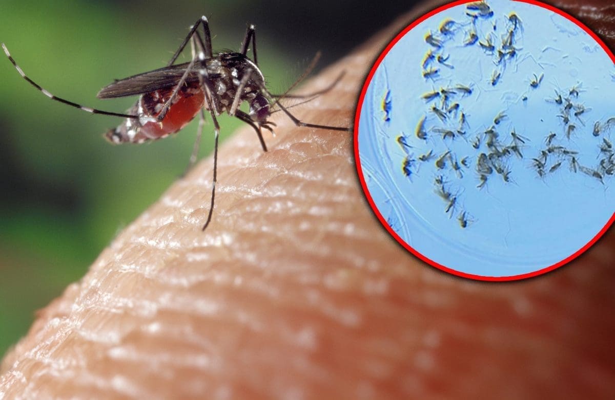 Zabilježena prva zaraza opasnim virusom u Hrvatskoj, počela akcija protiv prijenosnika