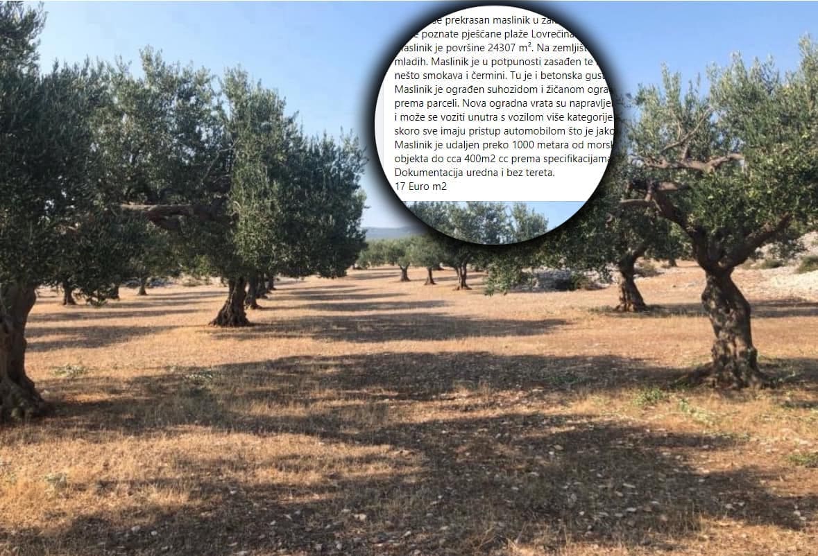 Želite kupiti čudesni brački maslinik na 24.307 m² s preko 200 maslina? Cijena je prava "sitnica"