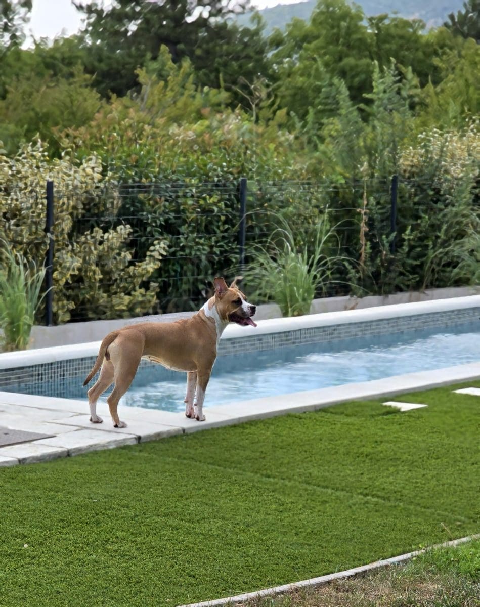 navigo hotel za pse 17