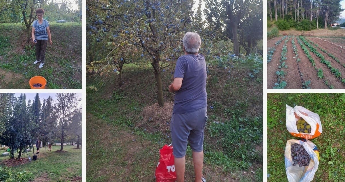 Ekološka Idila u Donjem Muću: Milka i Petar Šimičić gostoprimstvom osvajaju srca posjetitelja, pozivaju ljude iz gradova da beru što i koliko žele