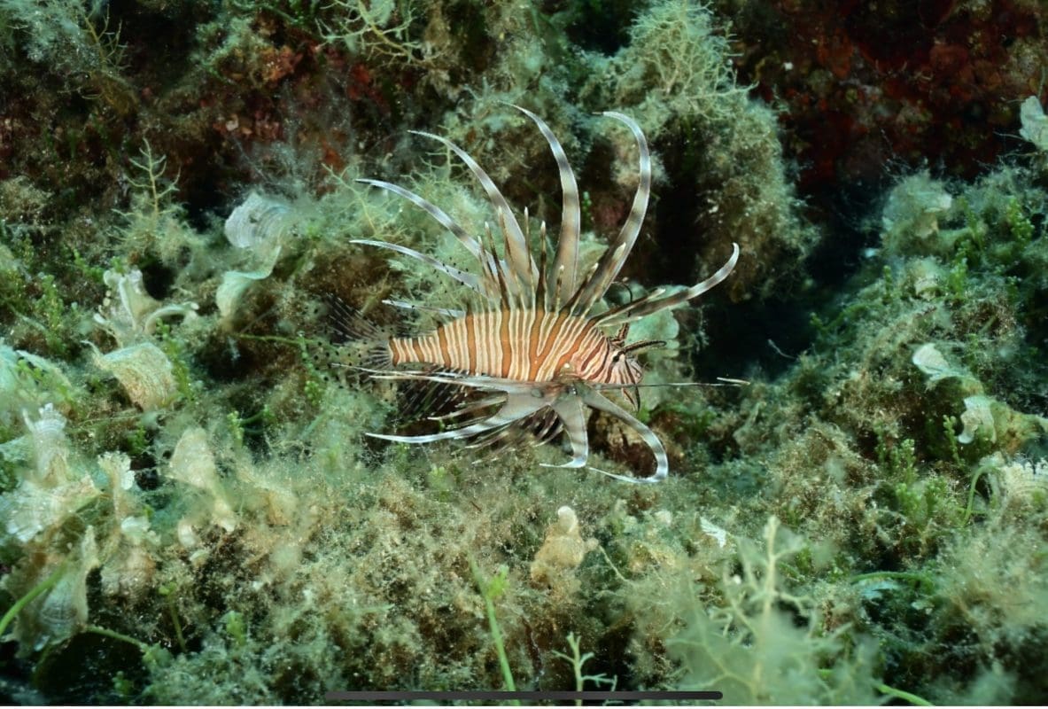 Invazivna riba otrovnih bodlji se širi Dalmacijom: Nacionalni park poslao upozorenje