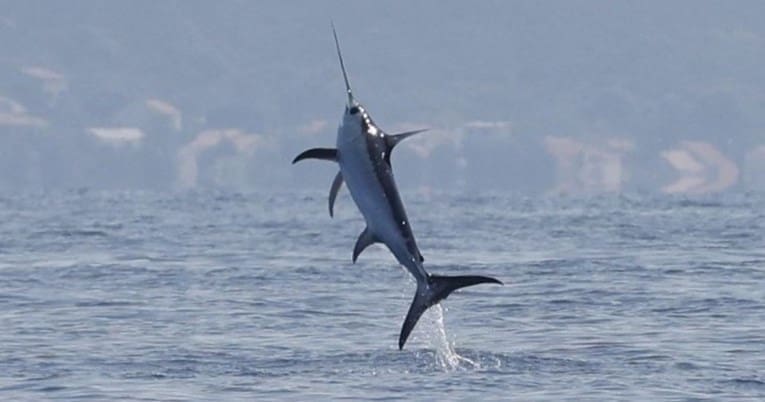 KAKAV PRIZOR Na dalmatinskom otoku snimljena sabljarka u skoku