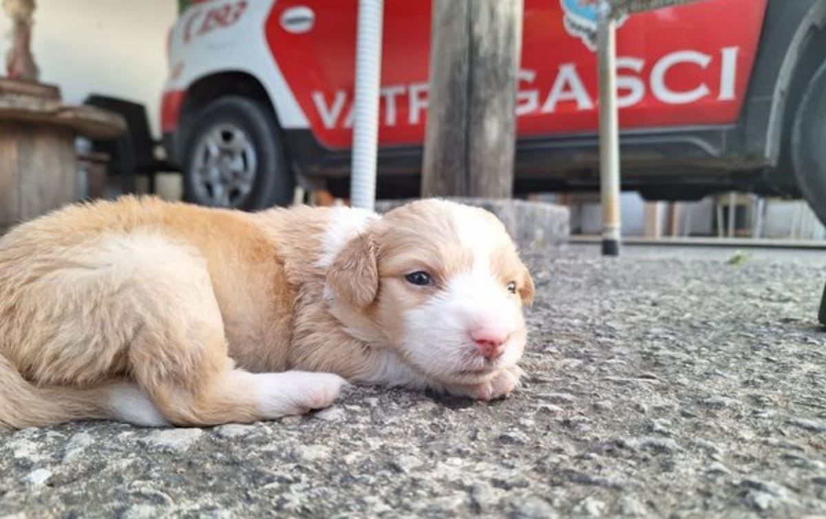 Netko je niz liticu na Braču bacio štence, spasili ih vatrogasci