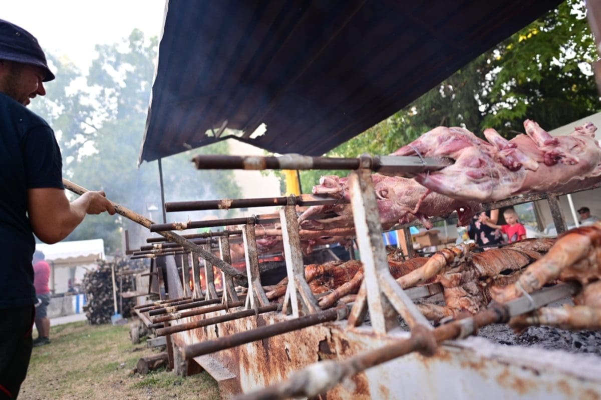 velika gospa sinj gospin zezen roko 36