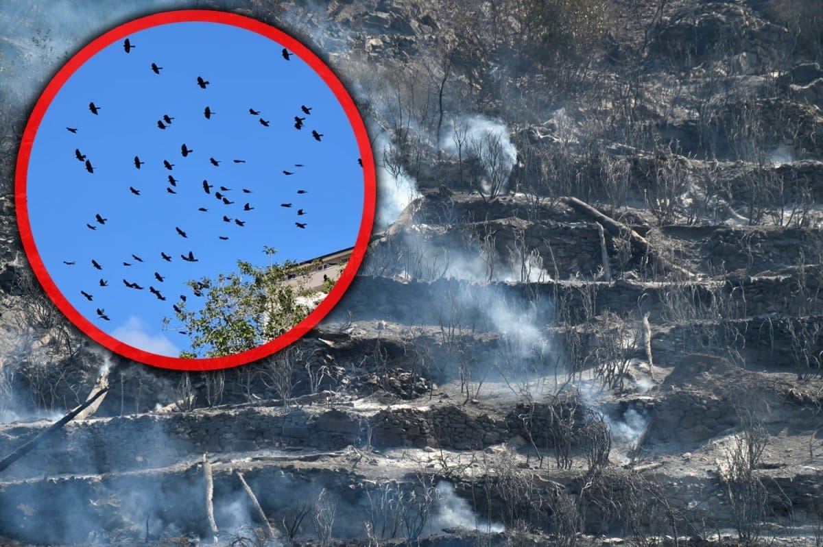 VIDEO Priroda je teško stradala u požarima od Mosora do Peruna, a sada se događa fenomen kao direktna posljedica nedavne katastrofe