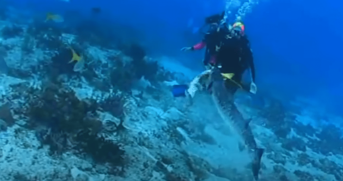 Barakuda u Dalmaciji napala ribolovca, završio je u bolnici