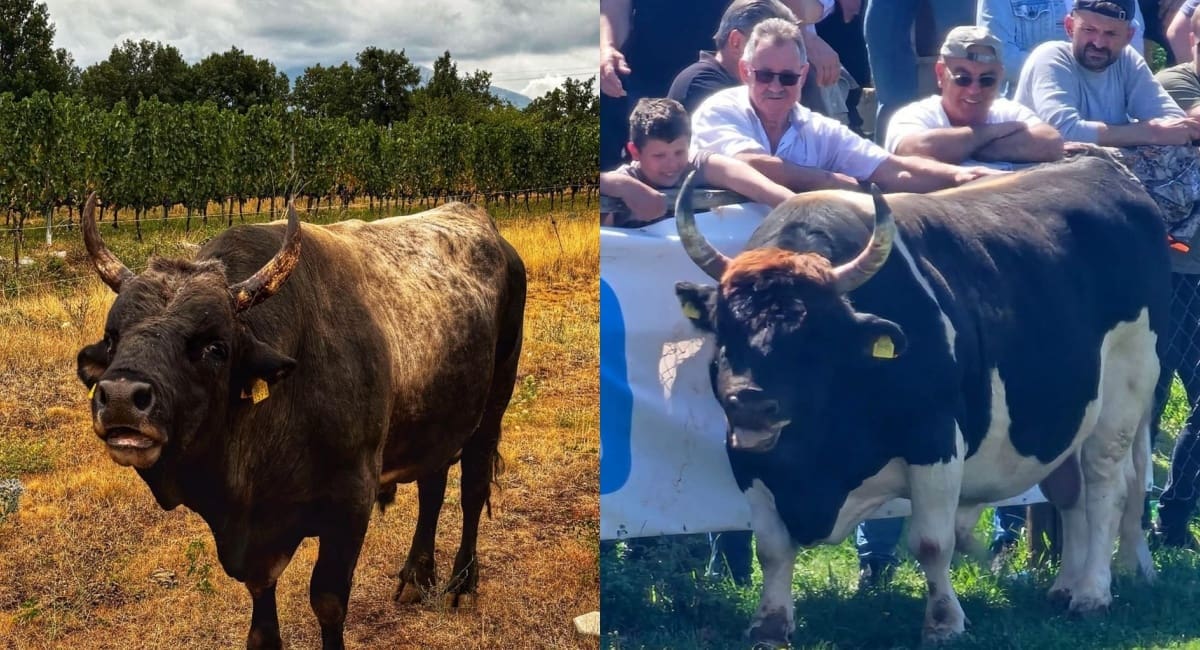 SPEKTAKL U ŠESTANOVCU: Ove nedjelje 22.9. očekuju vas bikijada i narodno veselje