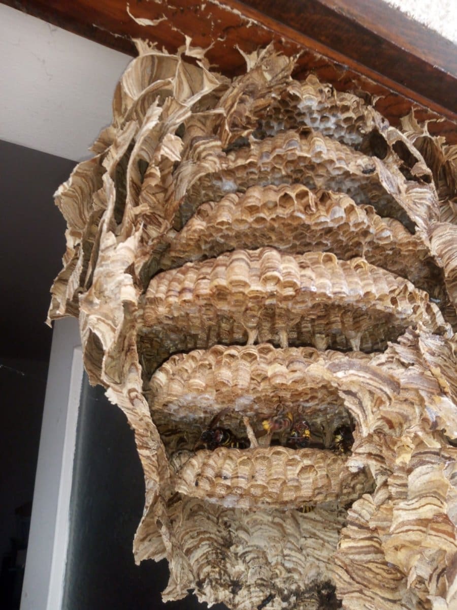 duje sipic strsljen 11