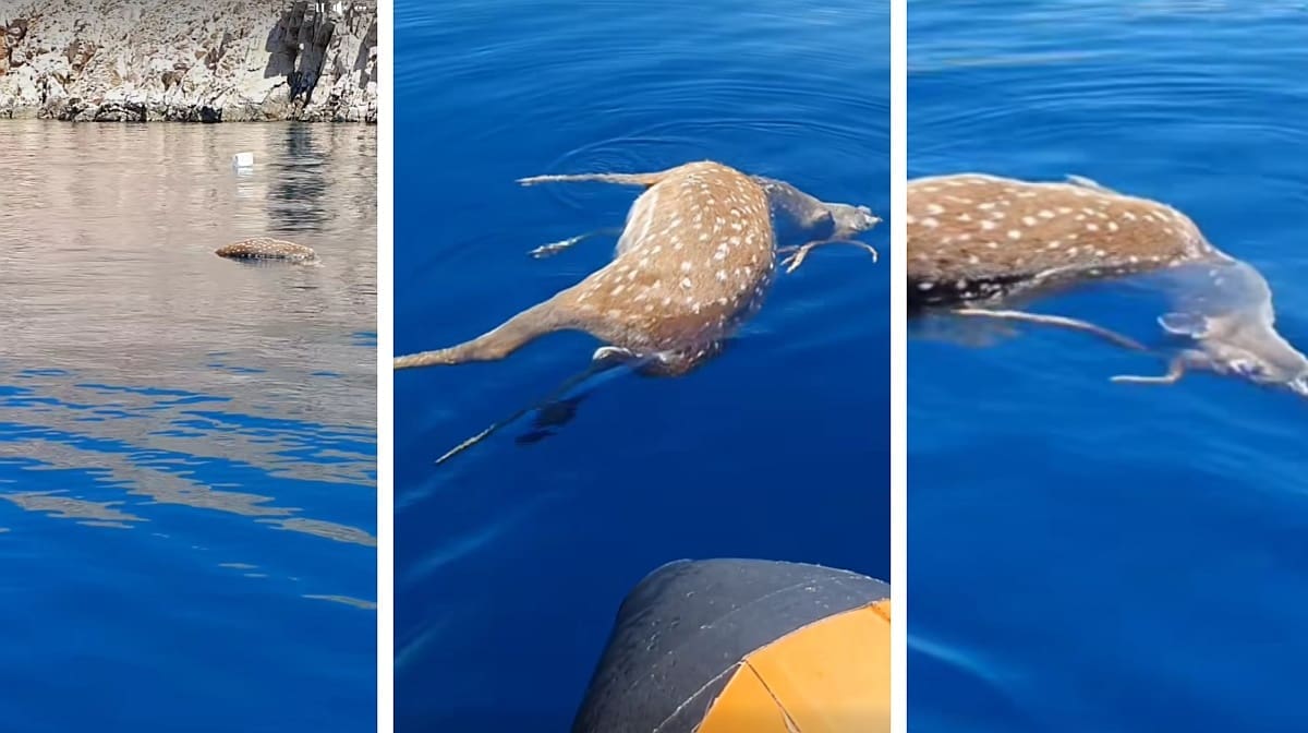 VIDEO Što se ovdje dogodilo? Fotograf krenuo u podvodni ribolov, ali ovakav "ulov" nije očekivao