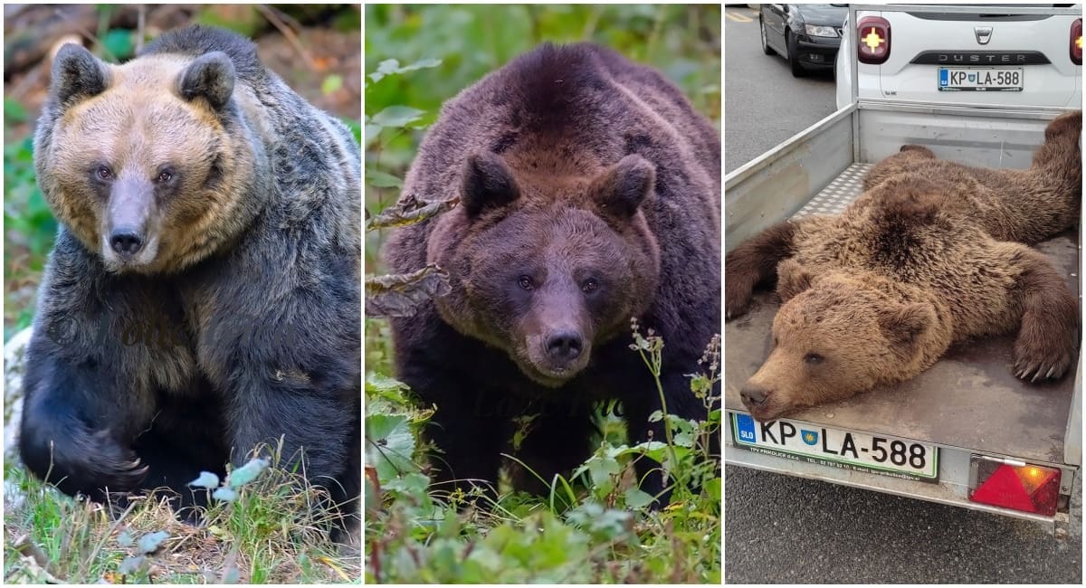 Čovjeka na Plitvicama napao medvjed. Što napraviti kada sretnete zvijer i je li glupost praviti se mrtav?