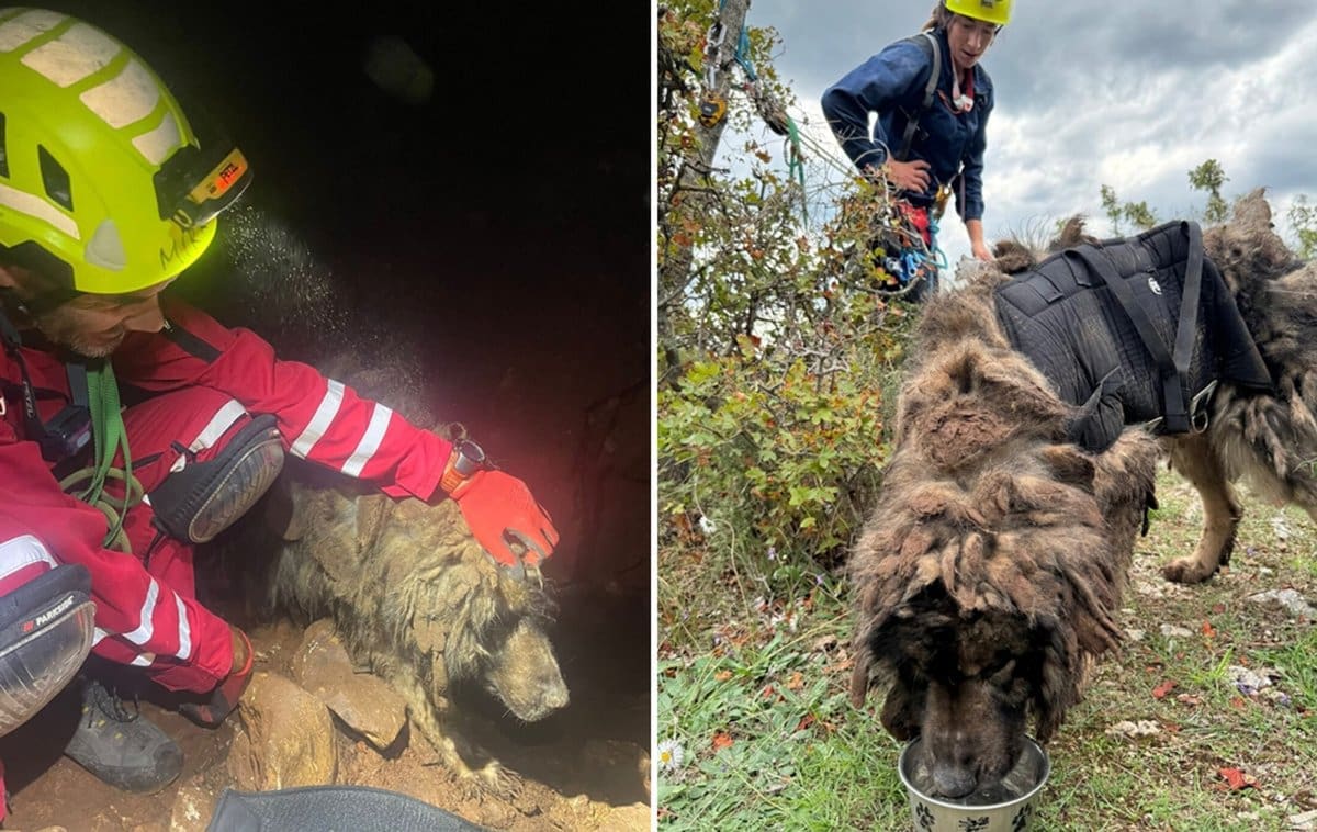 VIDEO Članovi HGSS-a u akciji. Spašen pas iz jame u Lećevici