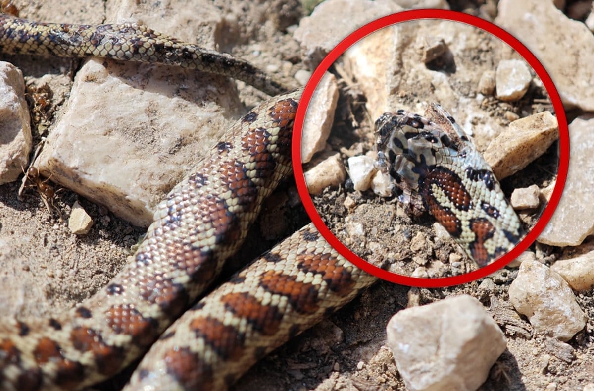 FOTO Splićanin uz prometnicu snimio mrtvu zmiju. Evo što je poznato o ovoj vrsti...
