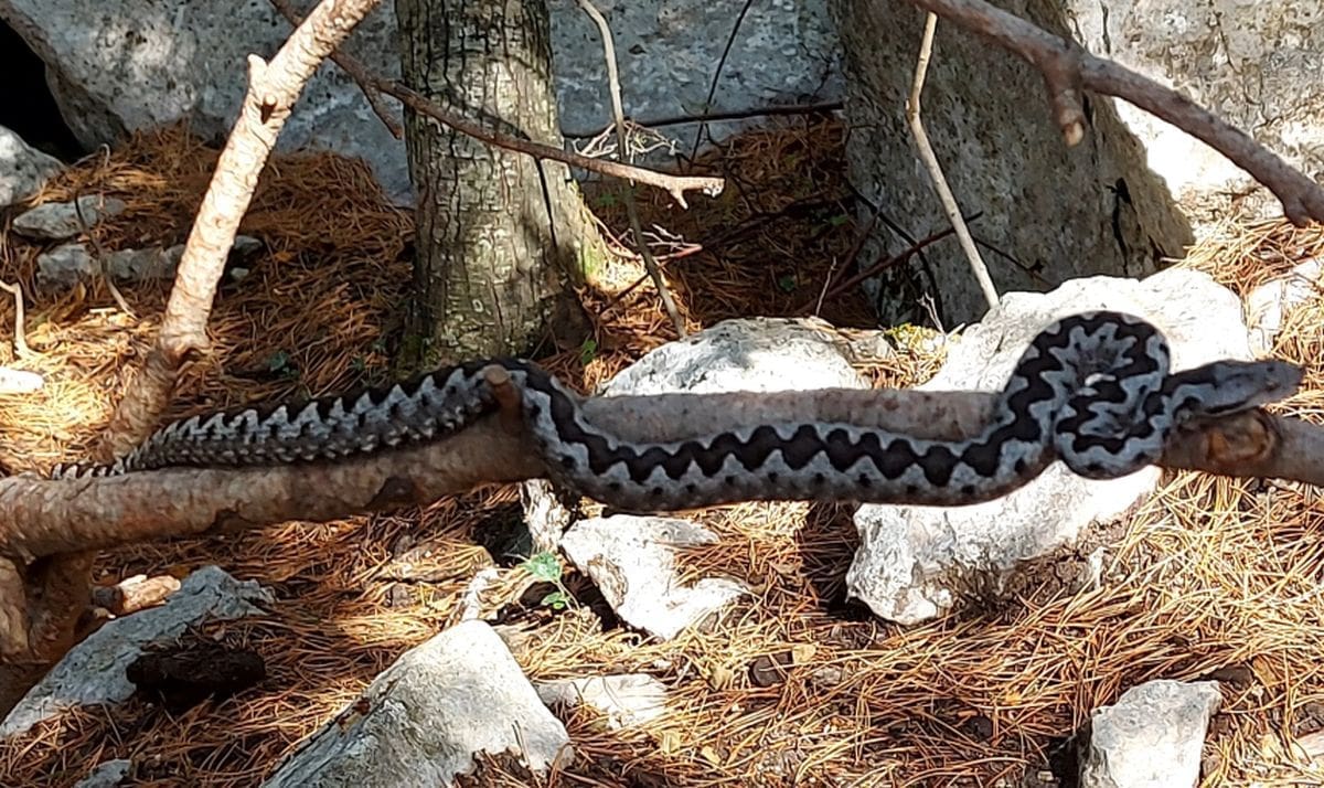 Poskok ugrizao dječaka (6): "Otekla mu je ruka..."