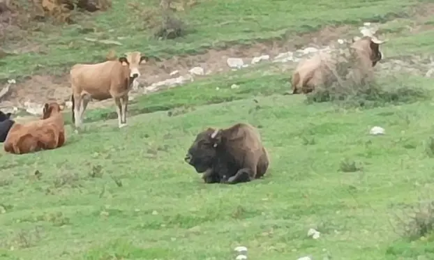 Misterij na Velebitu: "Možda su bizoni. Tko bi se usudio 'podmetnuti' ovu zaštićenu i ugroženu životinju u uzgoj"