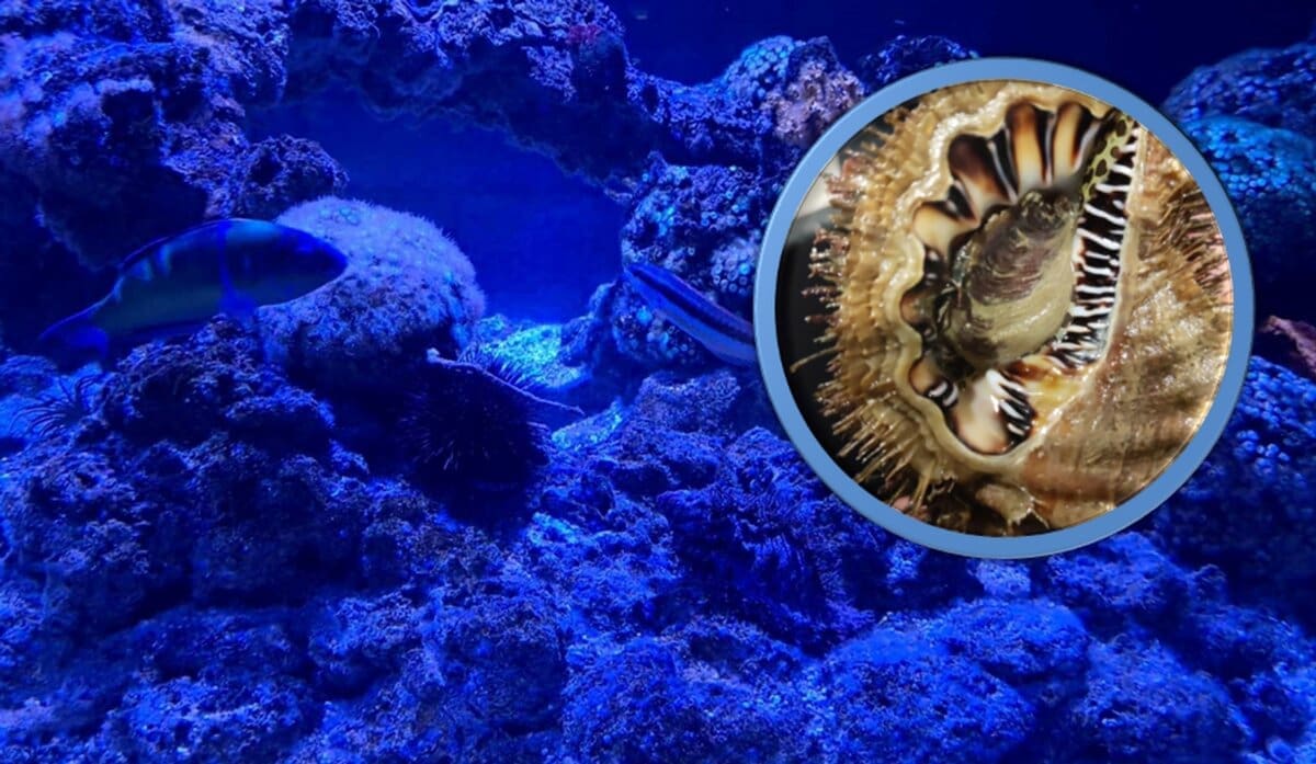 FOTO Ribar uhvatio nešto neobično, dlakavo i divovsko u Jadranu. Pogledajte o čemu se radi