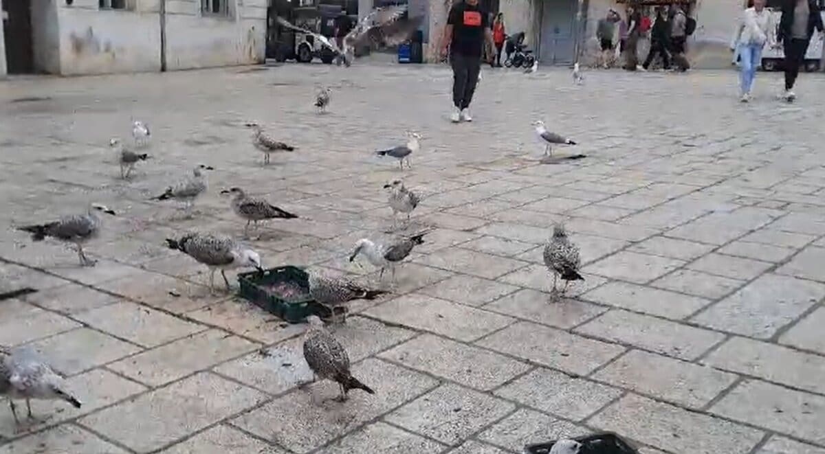 VIDEO Zgroženi građani upozoravaju na galebove koji jedu odbačenu ribu kod splitske Peškarije: "Ne mogu vjerovati da se ovo događa usred grada"