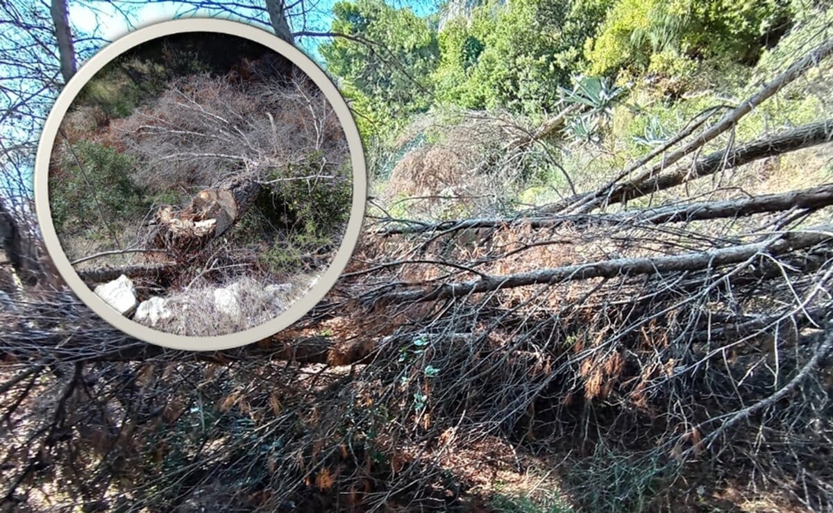 Djelatnici Park šume Marjan: "Ekocid na Marjanu. Nezakonita sječa stabala šokirala čuvare prirode"