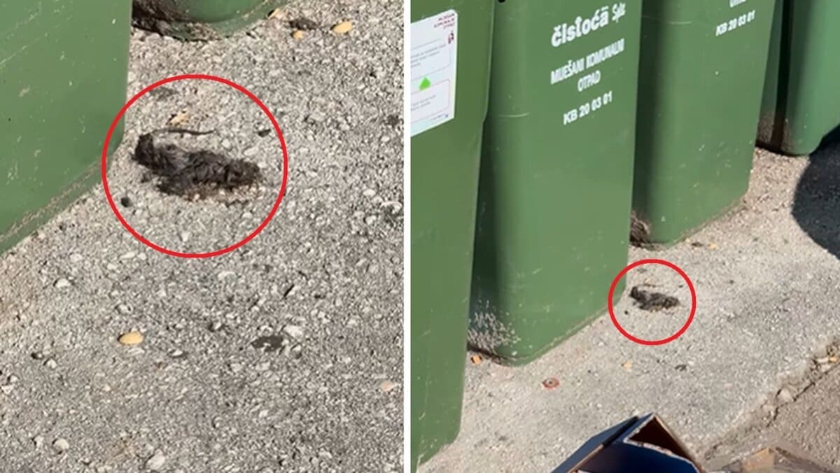 VIDEO Strašan prizor u Žrnovnici: "Svi zaslužuju čisto i ugodno okruženje"