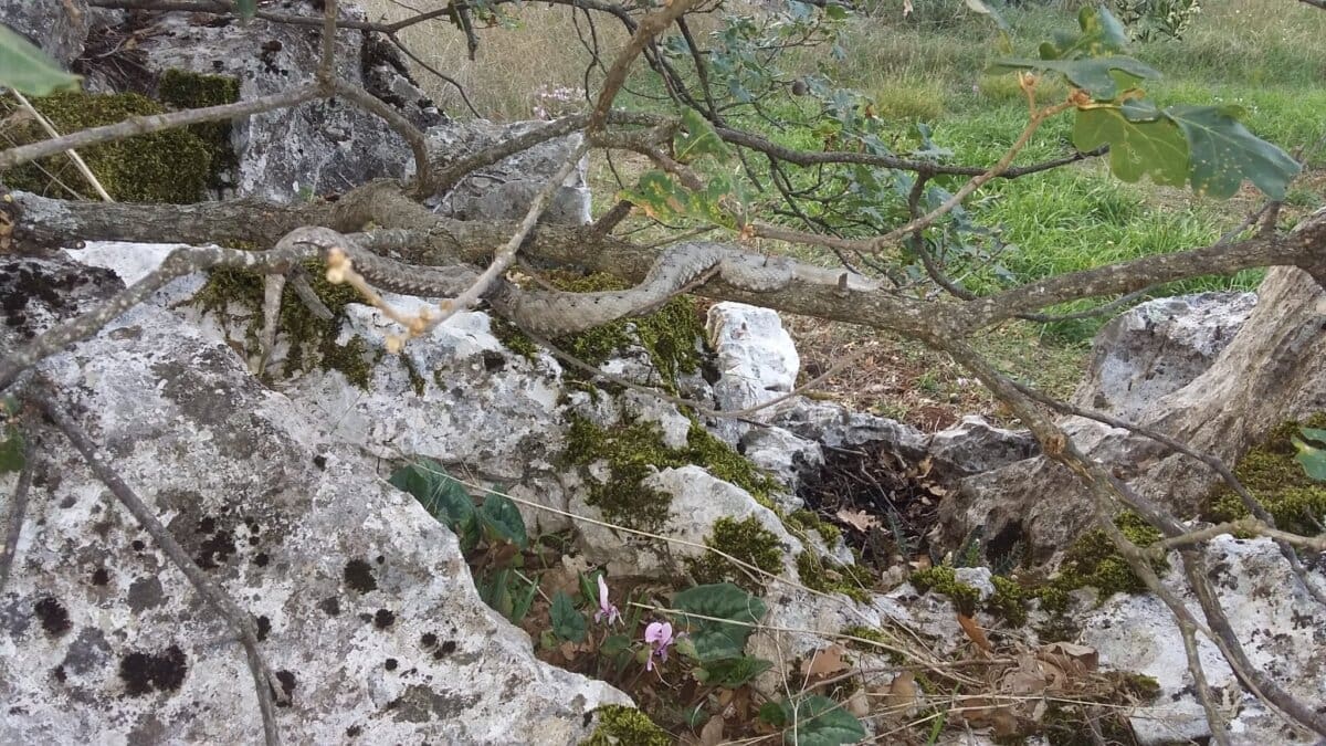 WhatsApp Slika 2024 10 08 u 18 41 03 8647b8a4