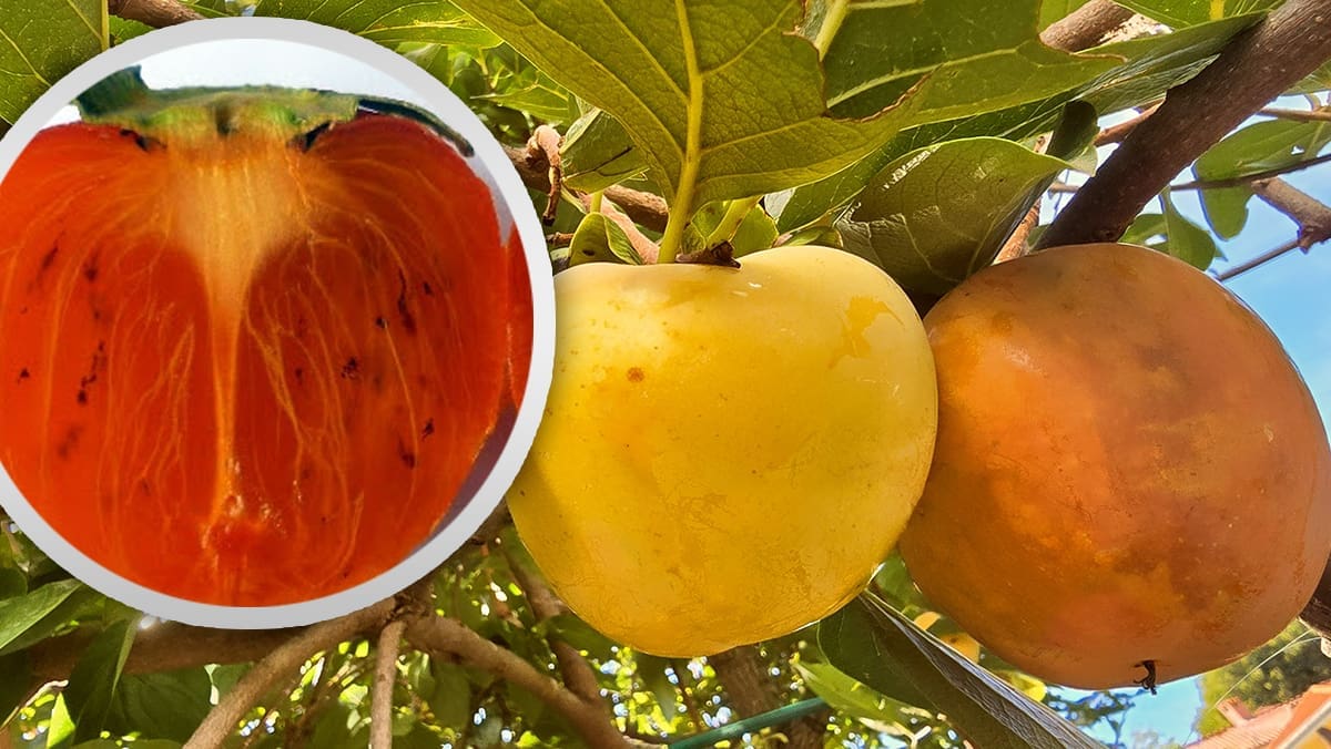 Jedete li japansku jabuku? Prava je bomba zdravlja, mnogi nisu svjesni njenih nutritivnih vrijednosti i ljekovitosti