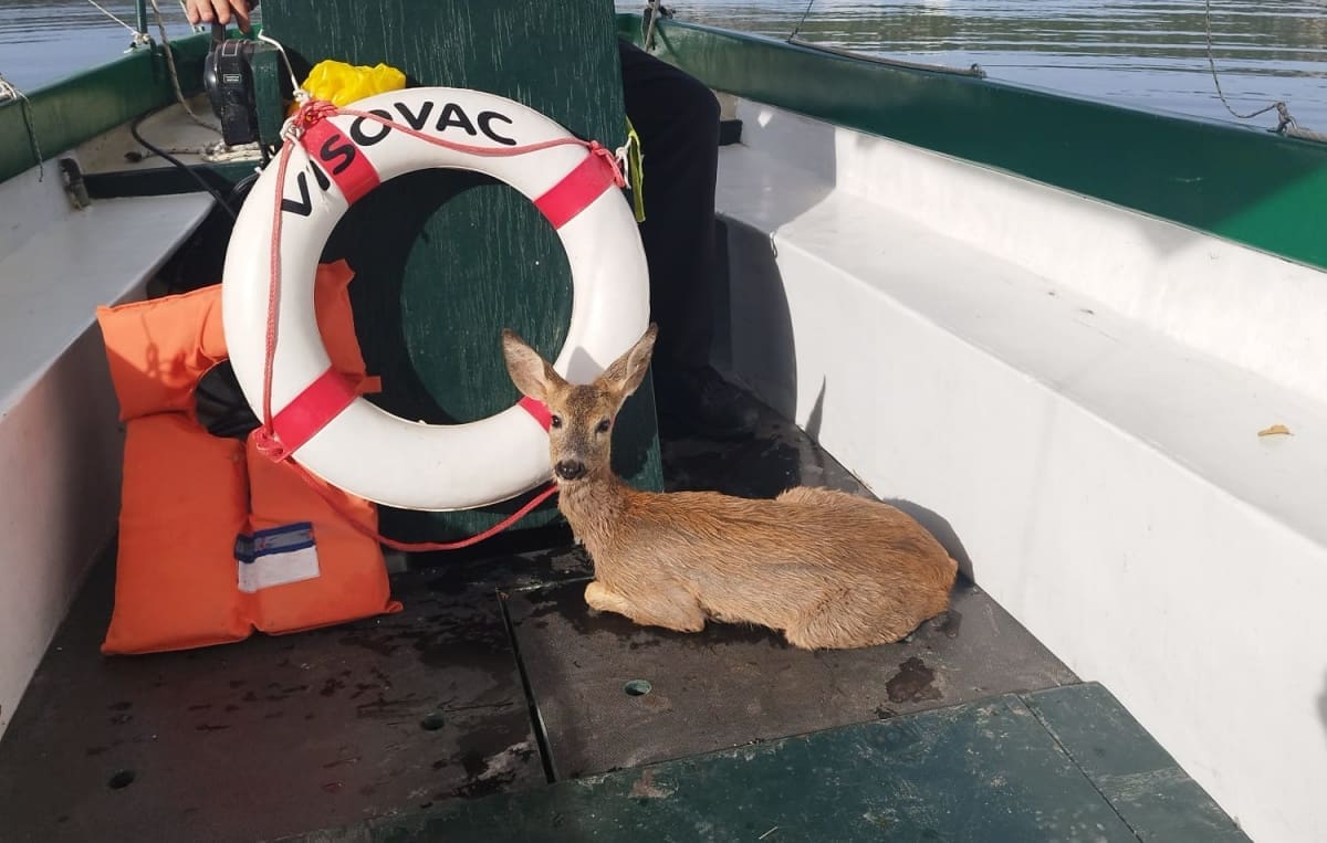 Djelatnici NP Krka iz Visovačkog jezera spasili lane
