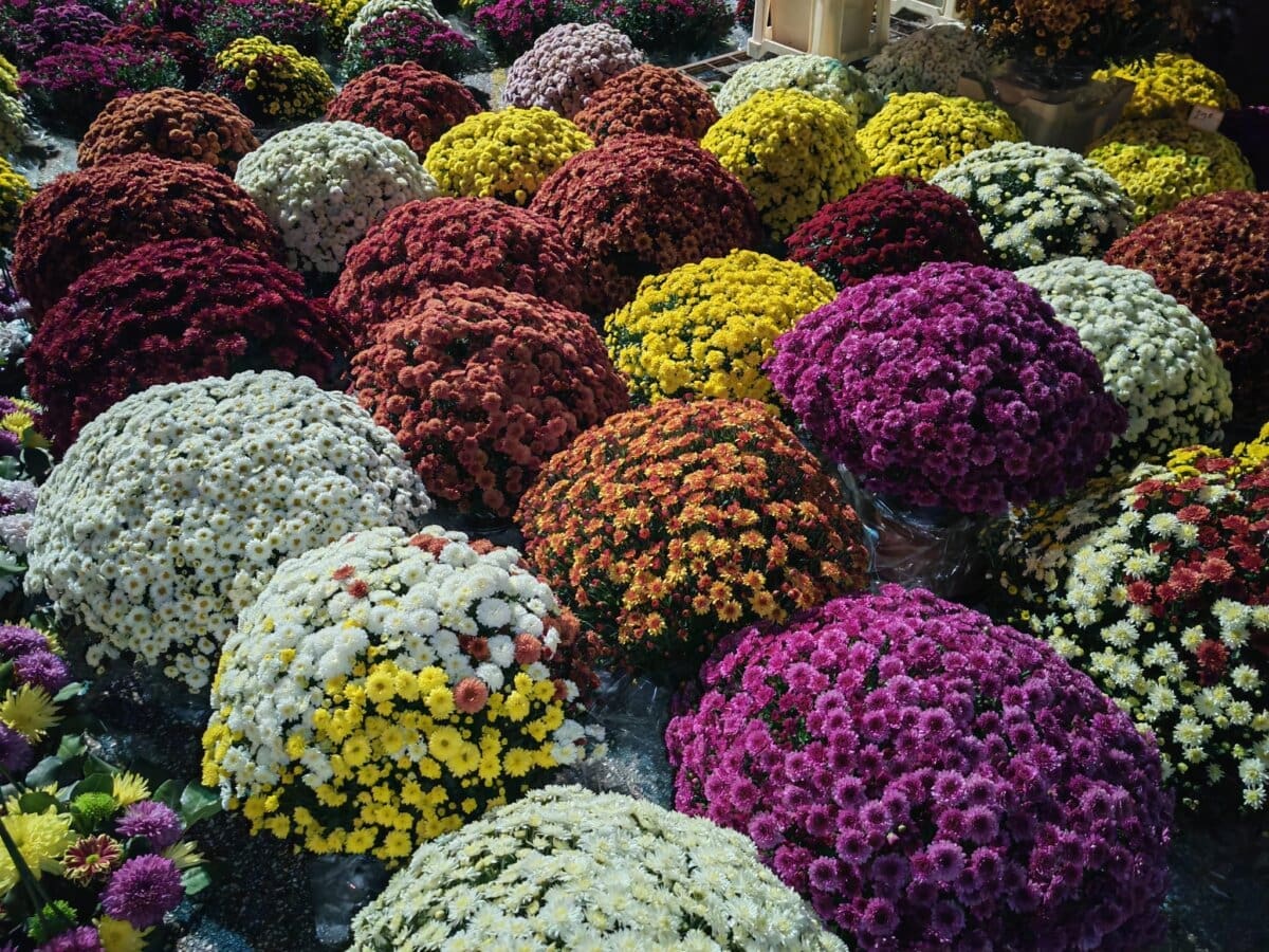 lovrinac svijece cvijece 8