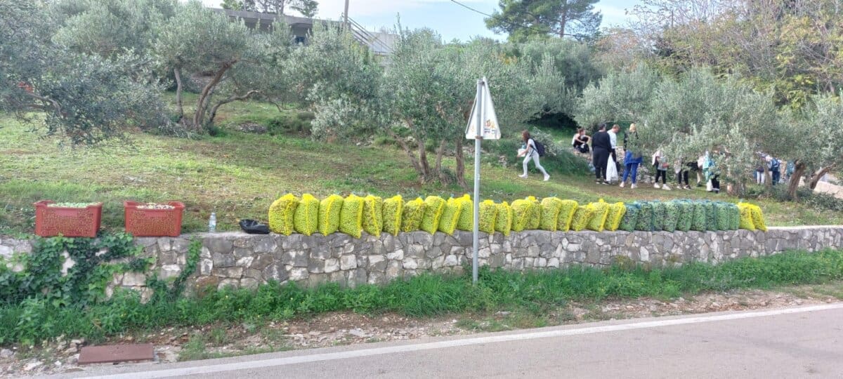 Učenici OŠ Slatine ubrali 710 kilograma maslina iz školskog maslinika