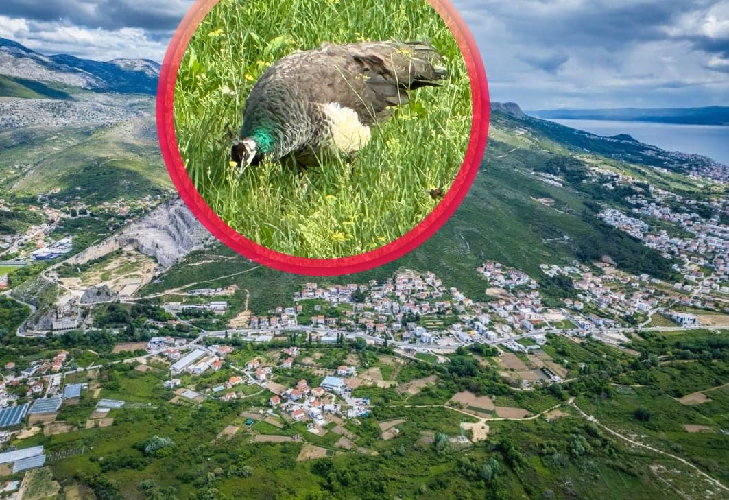 Paun leti, pa... Egzotična ptica sada se šeta i Podstranom, je li stigla iz Splita?