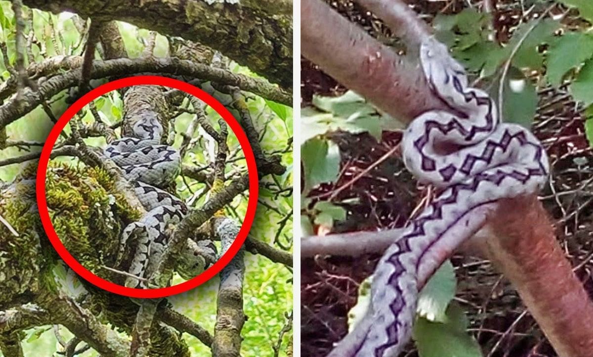 "Bilo ih je sedam komada na stablu": U Gornjim Brelima snimljena hrpa poskoka