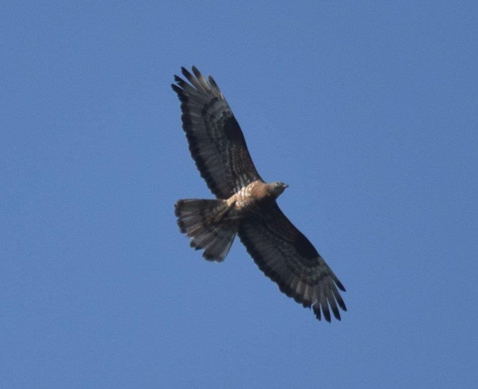 Biralo se ime za prekrasnog jastreba s našeg otoka. Ovo najoriginalniji prijedlog