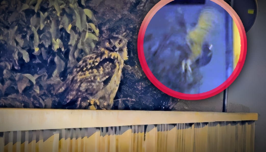 VIDEO Splićanin imao bliski noćni susret s veličanstvenom životinjom: "Tek kada je poletjela uslijedilo je iznenađenje"