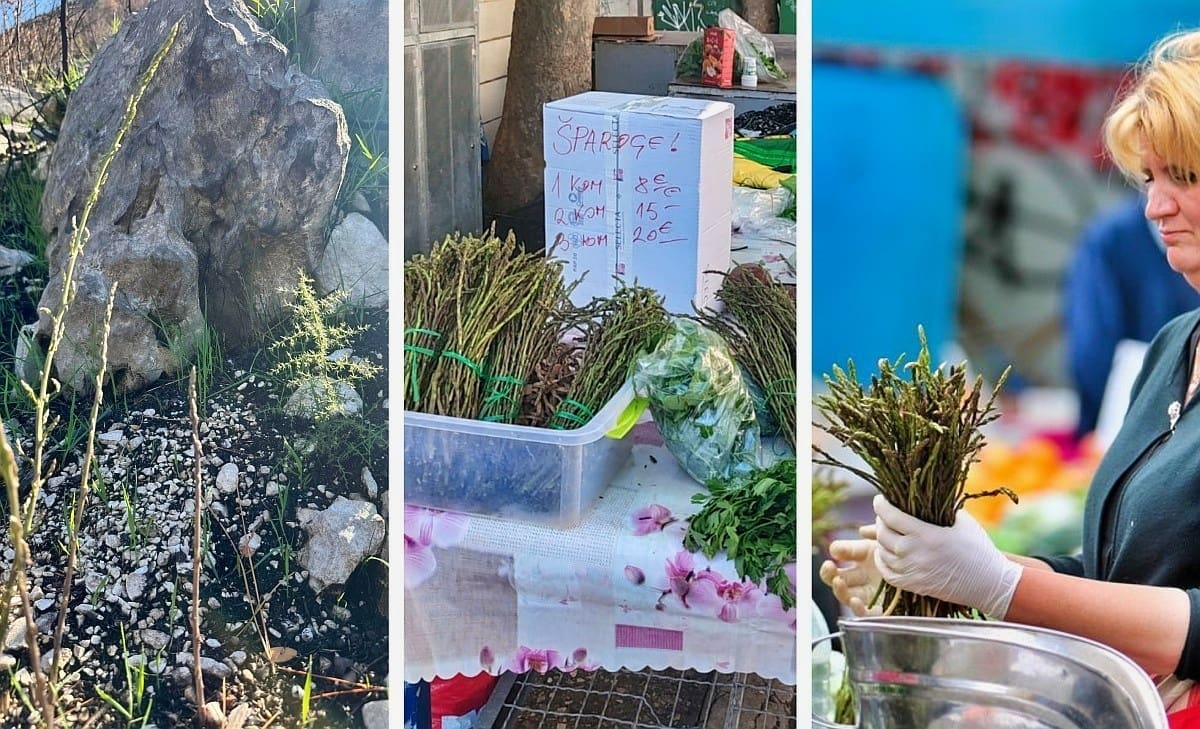 JESENSKO "ČUDO" Tko bi rekao da će ljetni požar napuniti splitski Pazar - šparogama? Evo koja ima je cijena