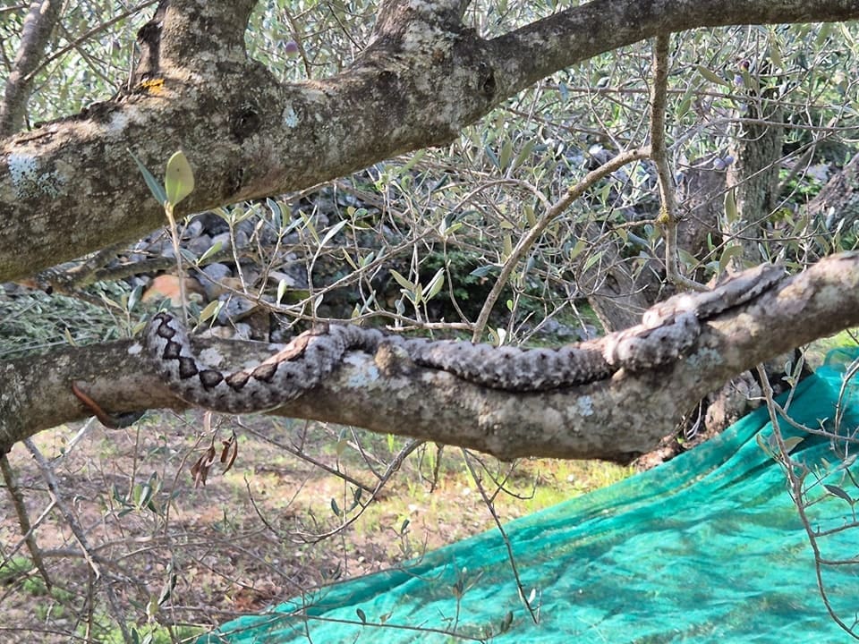 OPASAN GOST Upozorenje za berače maslina: Pogledajte tko vreba među granama!