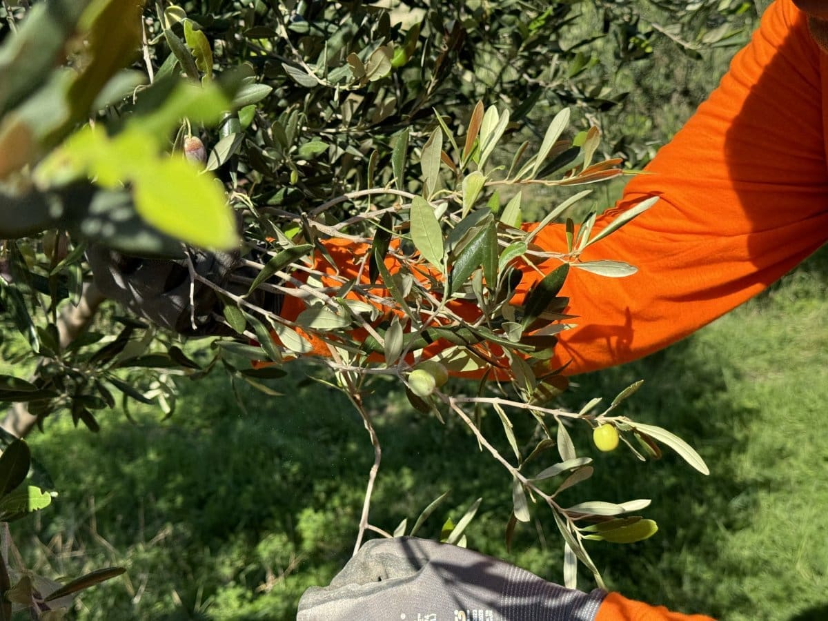 Rekordna berba u Cemexovim maslinicima