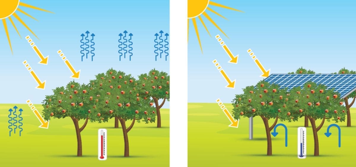 Mogućnosti primjene agrosolara u vinogradarstvu i voćarstvu u Hrvatskoj