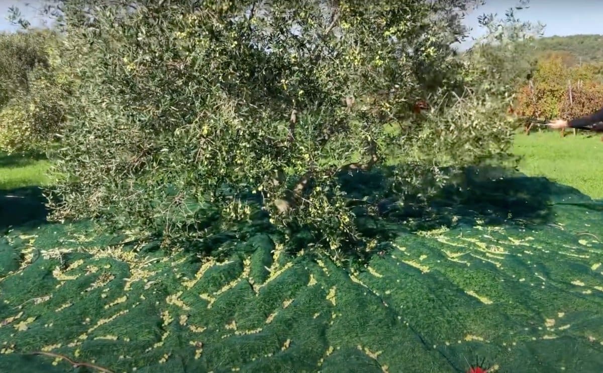 Maslina je obrana: Dalmatinac (55) ukrao oko 400 kilograma maslina