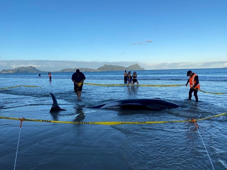 Više od 30 kitova se nasukalo na plaži