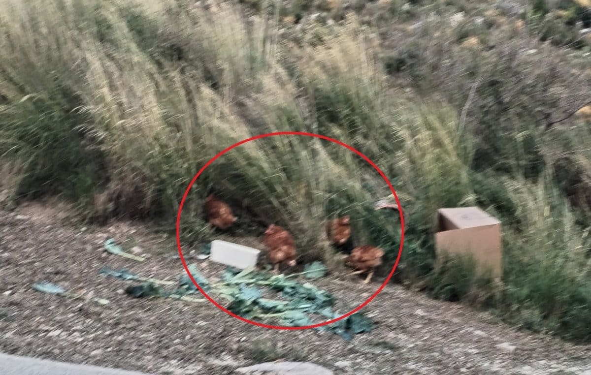 Ovaj prizor iz Dalmacije mnoge je uznemirio: "Mislila sam da mi se priviđa"