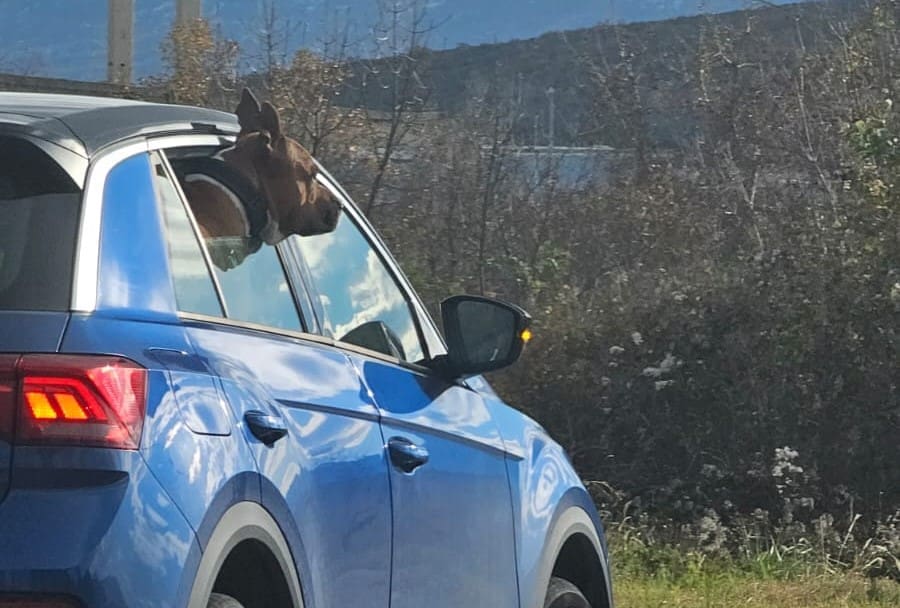 Današnja zvijezda na prometnicama. Svi su gledali samo njega