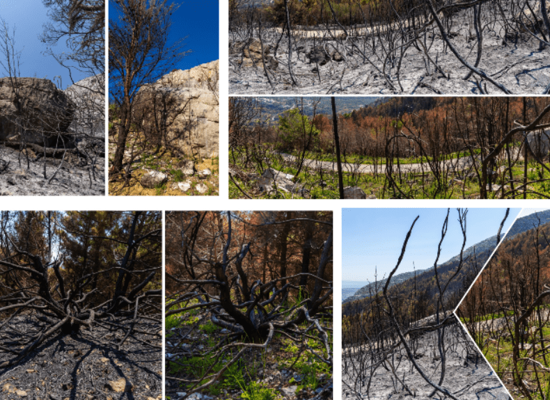 FOTO/VIDEO Sjećate se tužnih prizora iz Rupotine nakon požara? Ovako izgleda danas