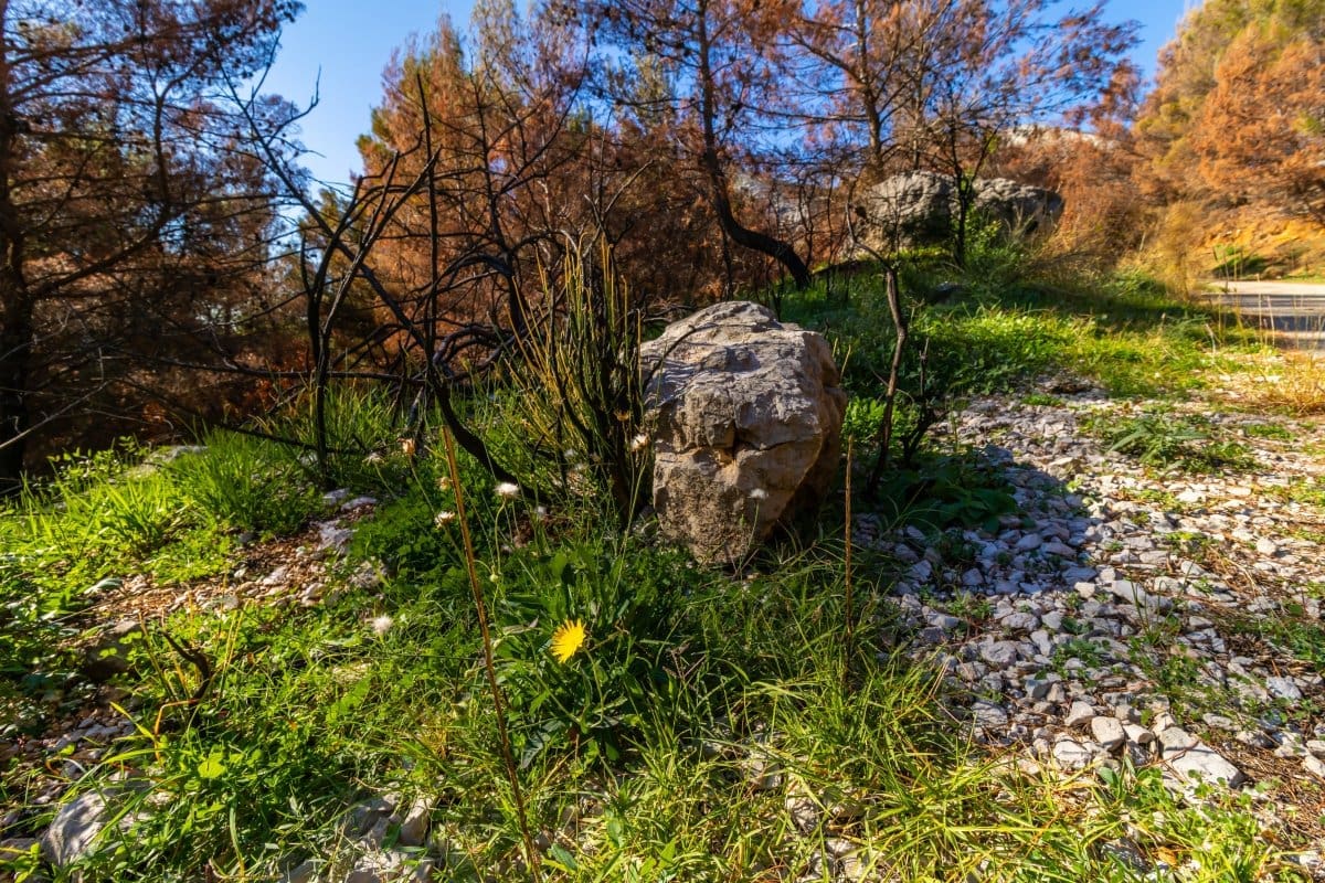 ruputina pozar prije i poslije 42