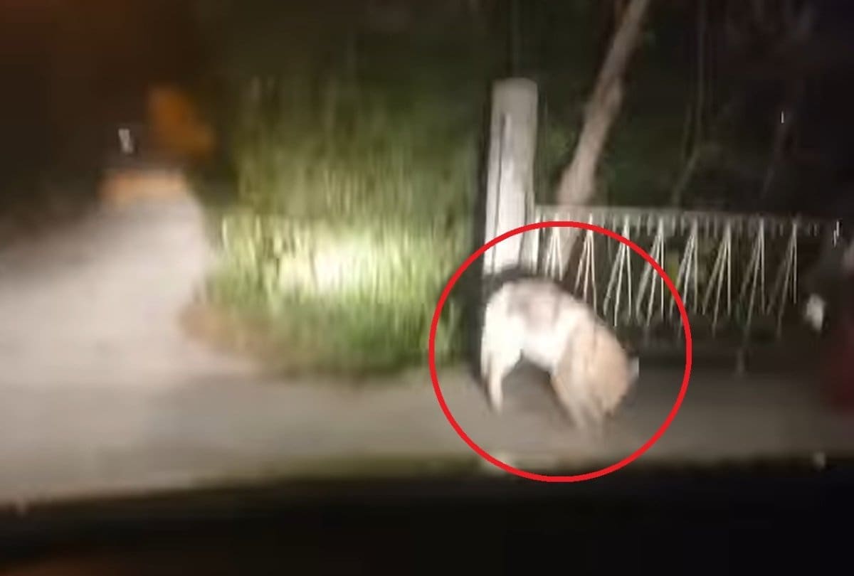 Ova životinja pojavila se na istoku Splita. Građani su u strahu, vlada velika zabrinutost: Evo preporuke