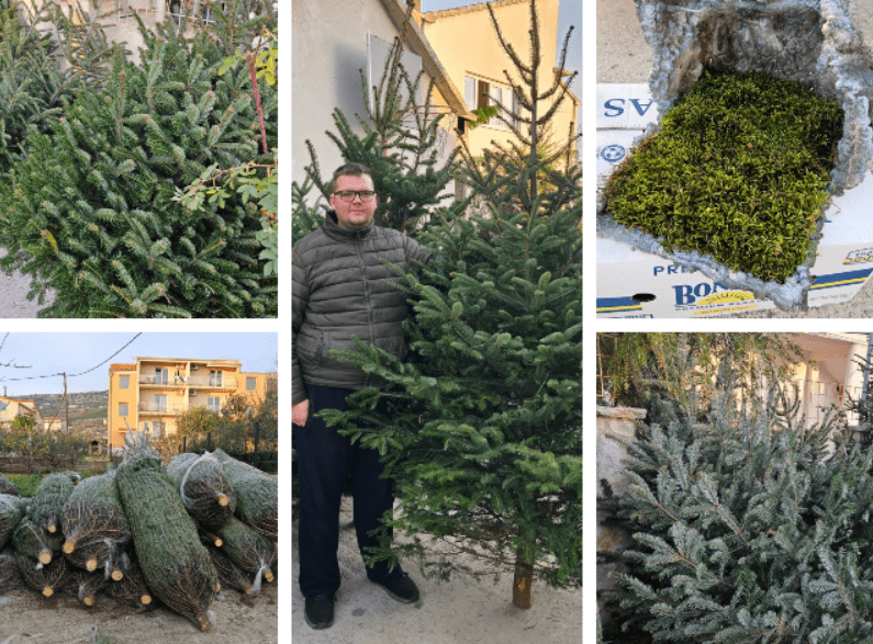 Najdugovječniji prodavatelji borova u Kaštelima: 'Imamo božićna drvca za svaki džep'