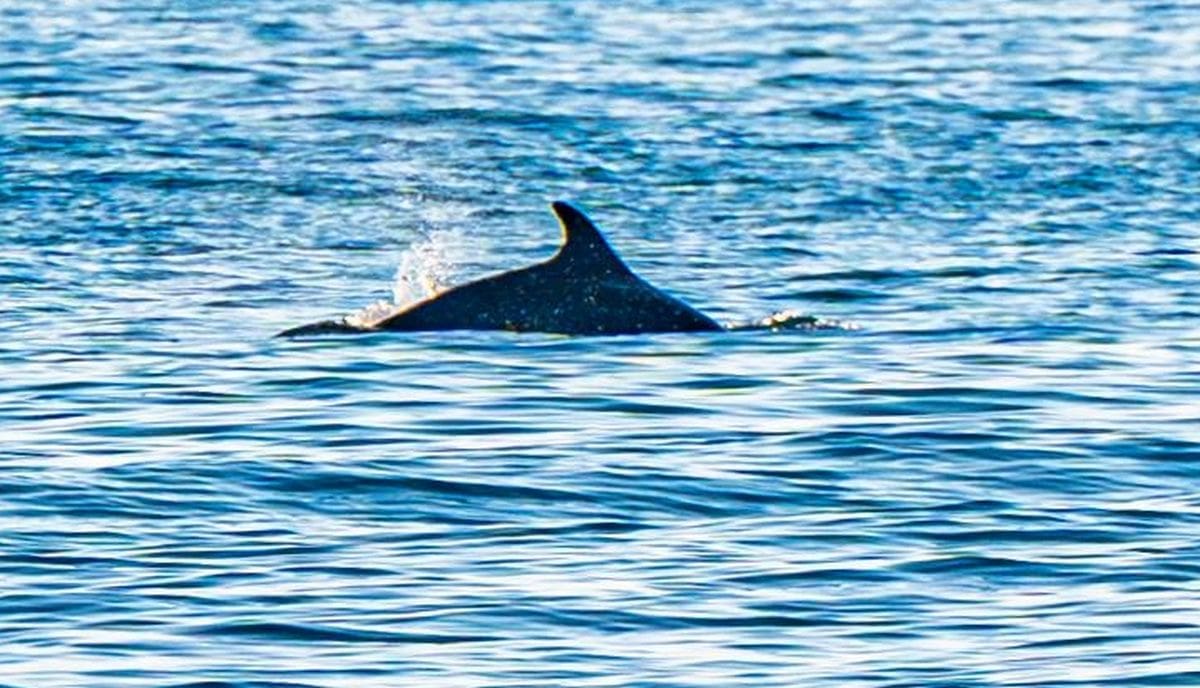 Malo čarolije za dobro jutro. Pogledajte igru cijelog jata dupina kod Dugog Rata